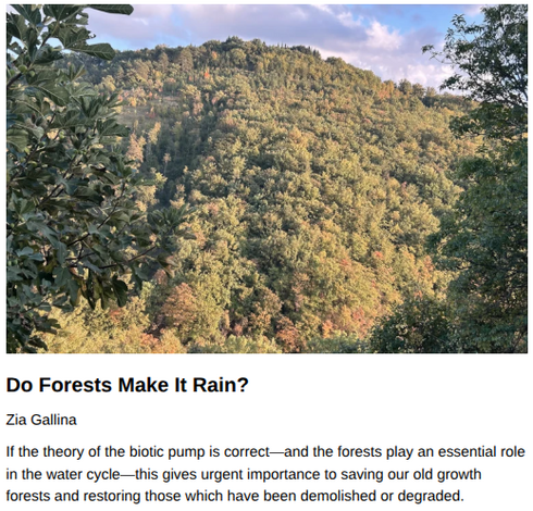 Do Forests Make It Rain?
Zia Gallina, originally published by The Subversive Farmer
October 15, 2025

If the theory of the biotic pump is correct—and the forests play an essential role in the water cycle—this gives urgent importance to saving our old growth forests and restoring those which have been demolished or degraded.

Teaser image of a hill covered in trees, some with leaves turning. Credit: Author supplied.