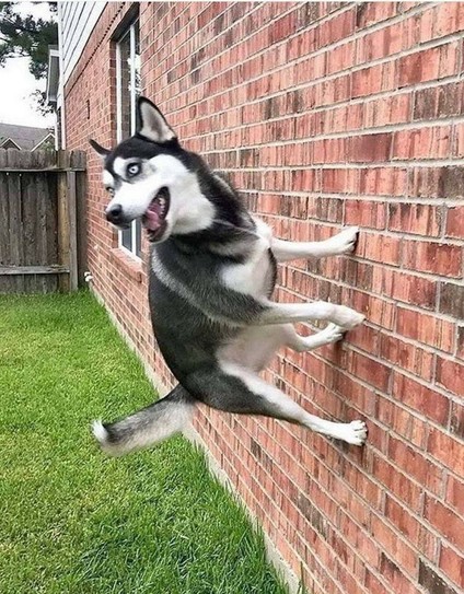 a husky looking excited as it apparently stands on a brick wall